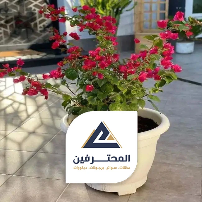 تزيين احواش المنازل بجدة