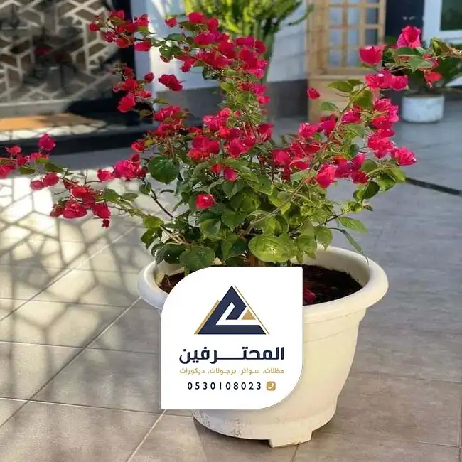 تزيين احواش المنازل بجدة